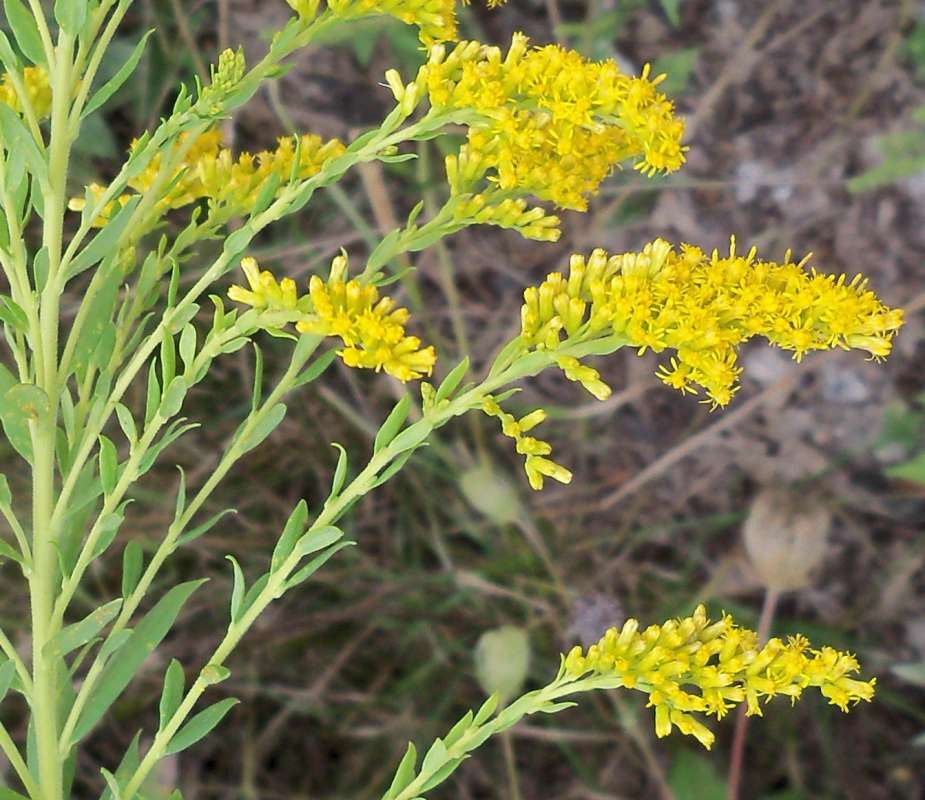 Flowers on One Side of Branch<br>(Location of Picture: Stearns Woods, Crystal Lake, Il.)