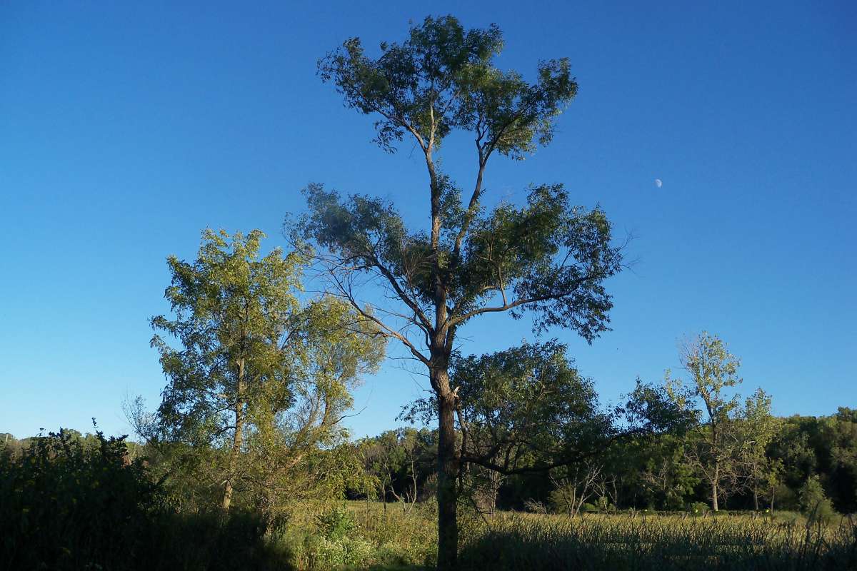Silhouette<br>(Location of Picture: Stearns Woods, Illinois, USA, 2013)