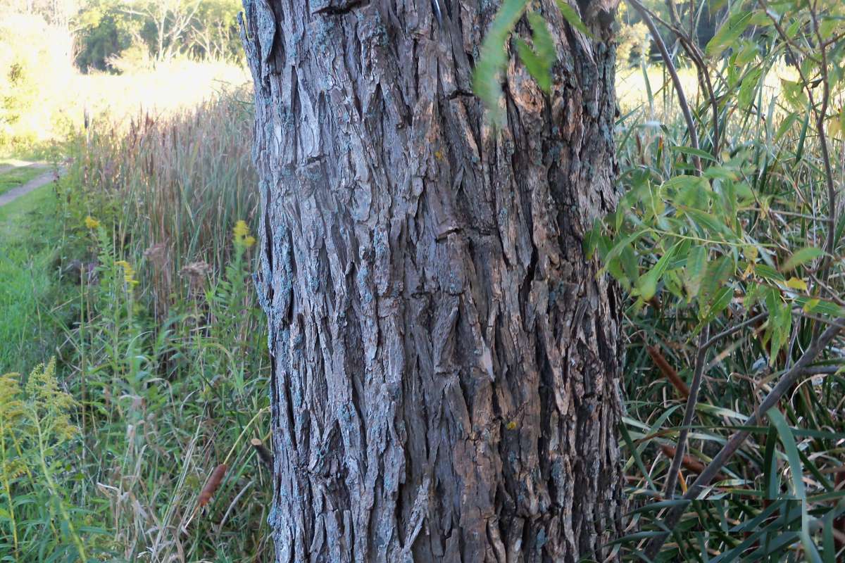 Bark<br>(Location of Picture: Stearns Wds, McHenry Co, Sept 13)