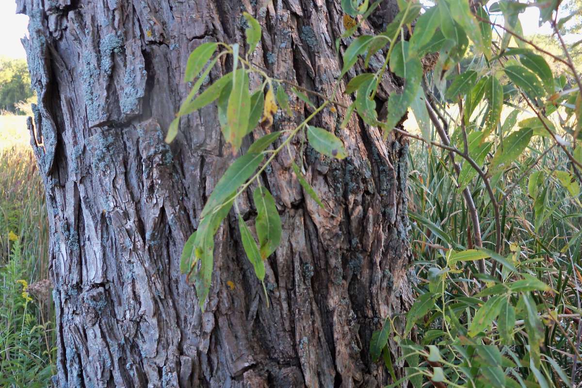Leaves<br>(Location of Picture: Stearns Wds, Crystal Lake, Sept 13)
