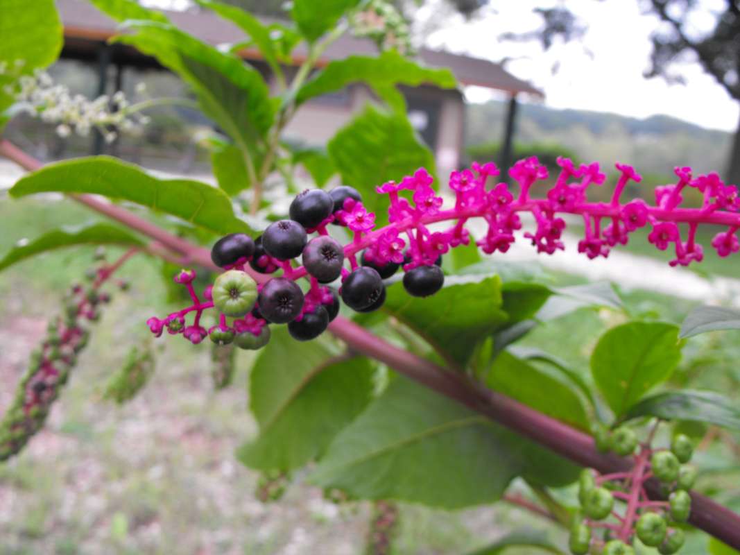 Fruits<br>(Location of Picture: Stearn's Woods, Illinois, IX 7, '13)