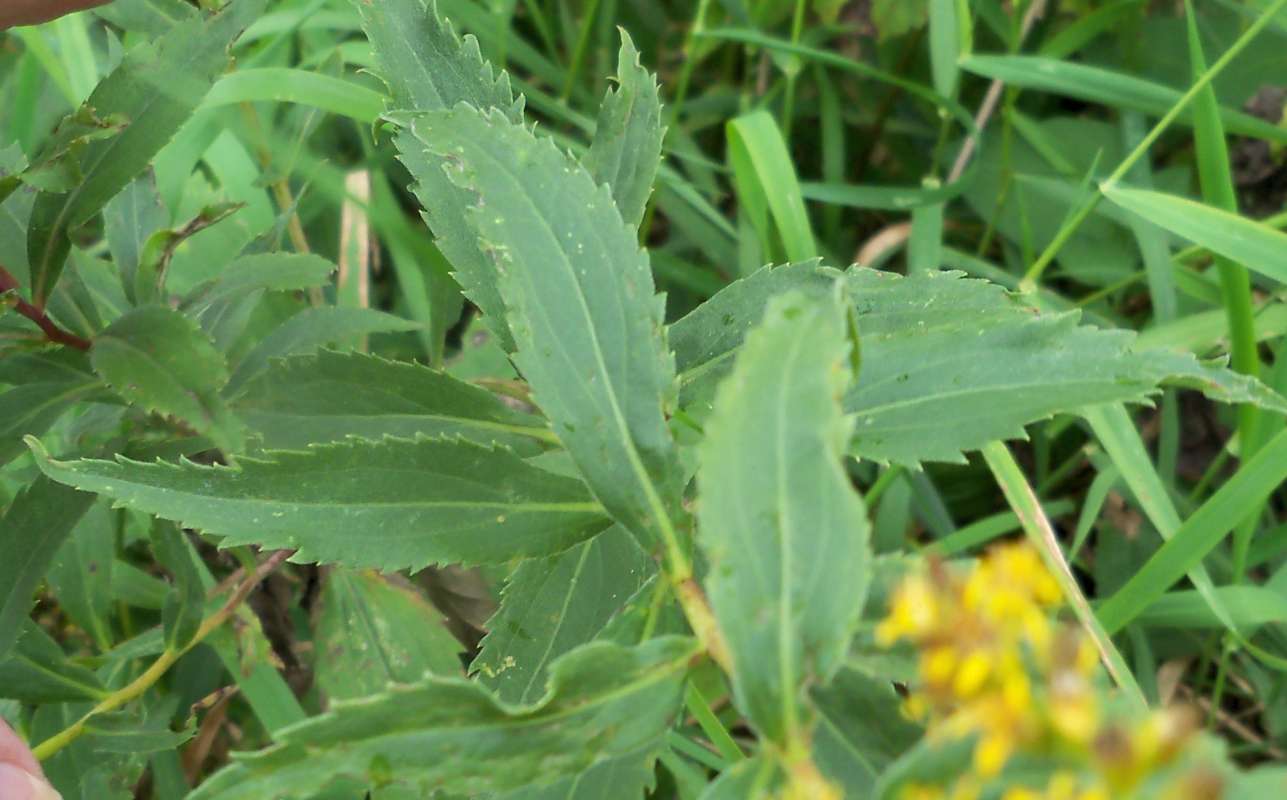 Toothed and Pinnately Veined Leaf<br>(Location of Picture: Bull Valley, McHenry Co, Il, 2013)