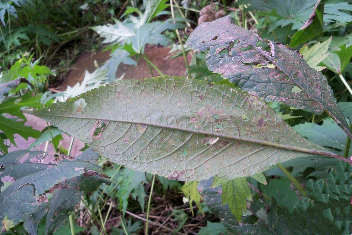 Leaf Underside<br>(Location of Picture: Bull Valley, McHenry Co, Sept 18)