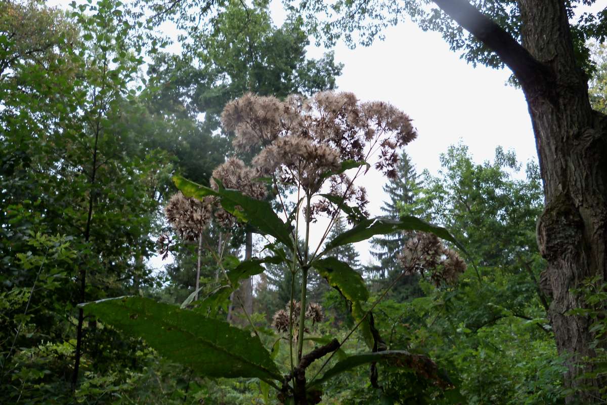 Top of Plant in Seed<br>(Location of Picture: Bull Valley Fen, Sept 18, 2013)