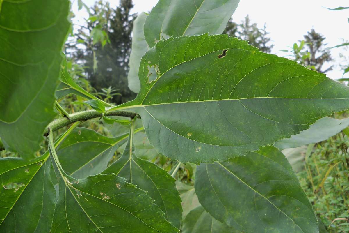 Leaf Showing 3 Main Basal Veins<br>(Location of Picture: Sterns, Illinois, Sept 20, 2013)