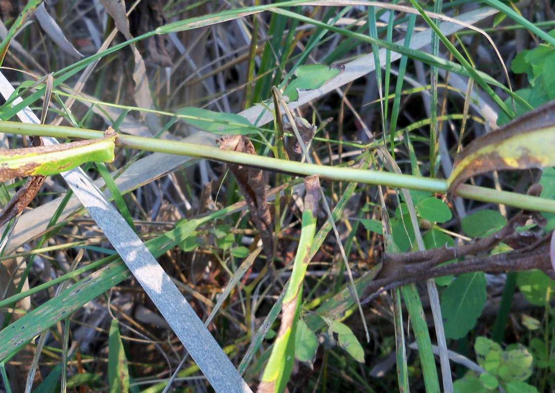 Stem<br>(Location of Picture: Fen, Bull Valley, McHenry Co, Il.)