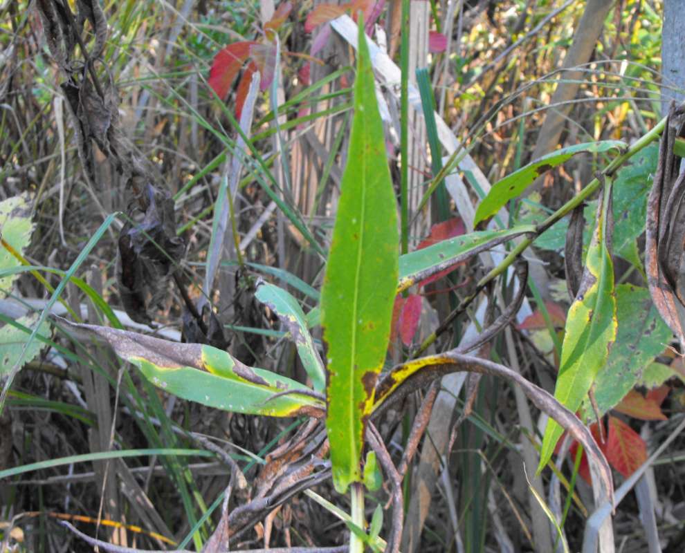 Clasping Leaf<br>(Location of Picture: Fen, Bull Valley, Sept 22, 2013)