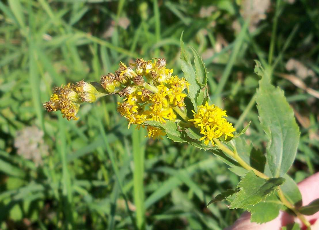 Flowers and Subtending Leaves<br>(Location of Picture: Fen, Bull Valley, Sept 22, 2013)