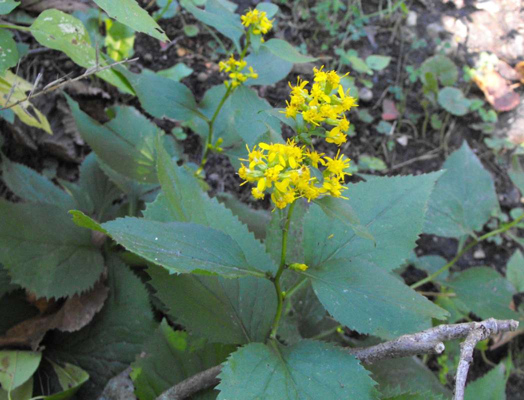 Partial Silhouette Showing Zig-Zag Stem<br>(Location of Picture: Fen, McHenry Co, Illinois, 2013)