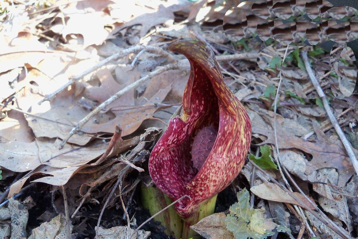 Flower - Front View, Still Snow Patches on Ground<br>(Location of Picture: Sterns Woods, April 1, 2014)