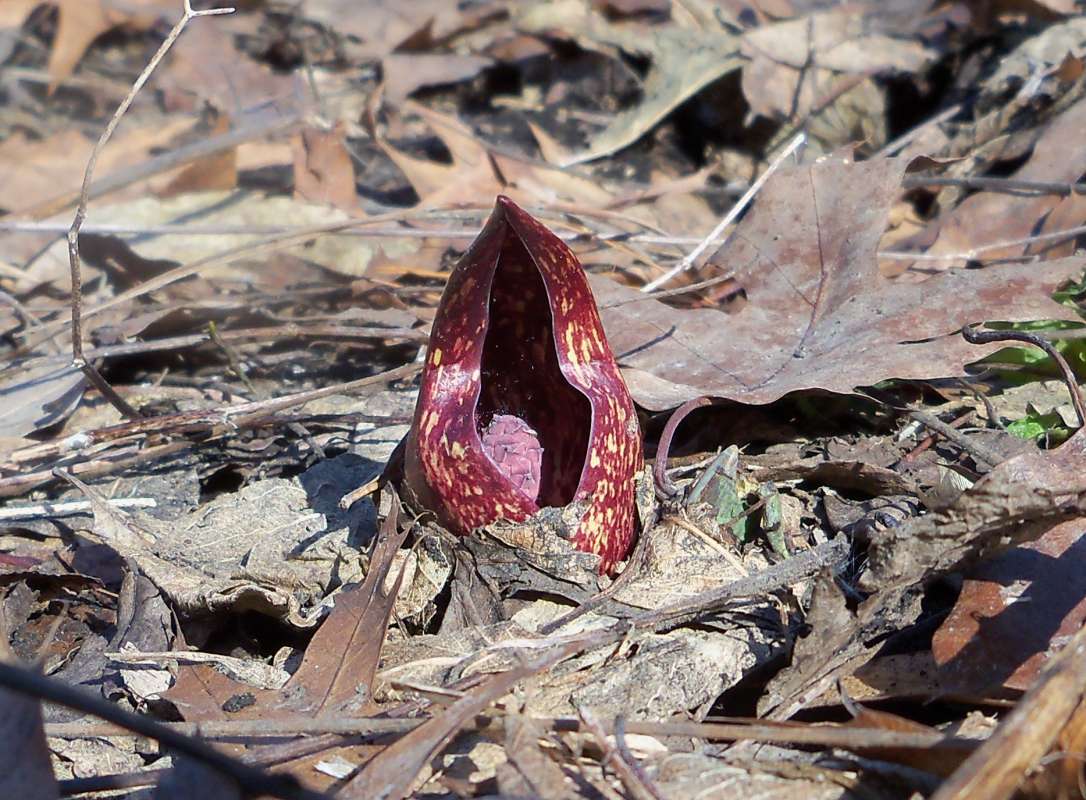 Flower - Smaller - Front View<br>(Location of Picture: Stern's Woods, IV, 1, 2014)