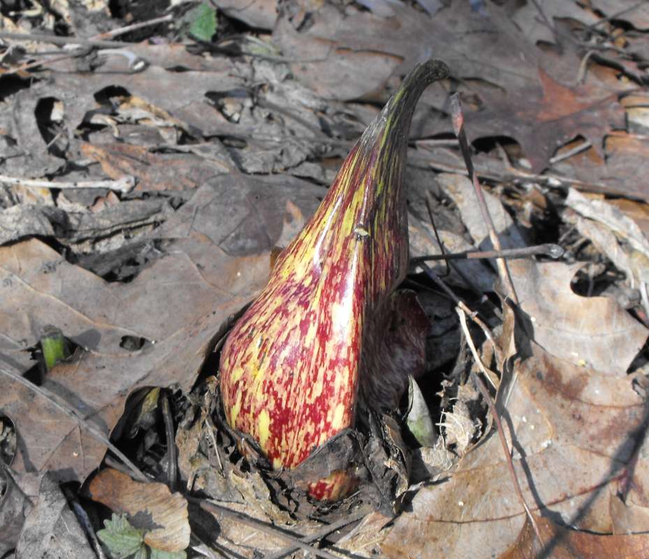 Flower - Rear View<br>(Location of Picture: SW, Crystal Lake, Il, IV, I, 2014)