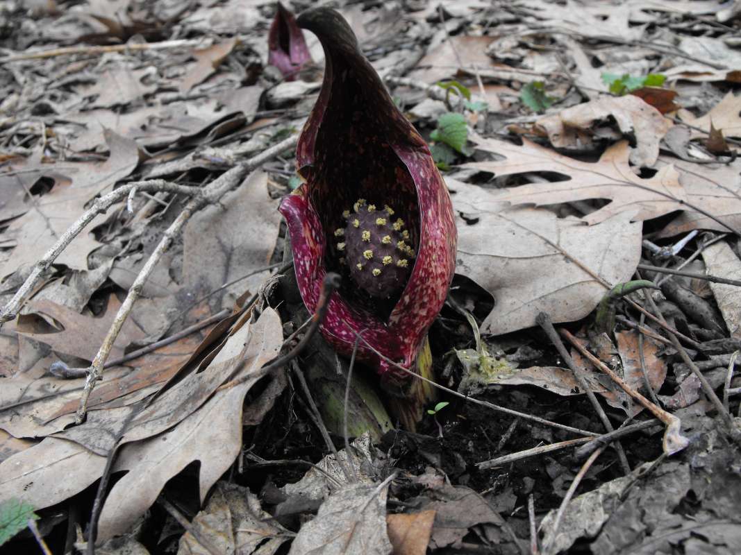 Flower - Mature Bloom, April 4, 2014<br>(Location of Picture: McHenry Co, Illinois, April 4, 2014)