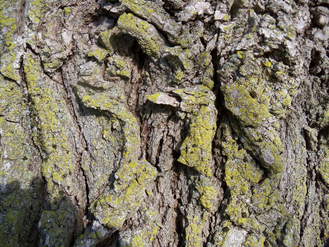 Bark - Very Close - 60 foot Tree<br>(Location of Picture: Squaw Creek, Near RL, Illinois)