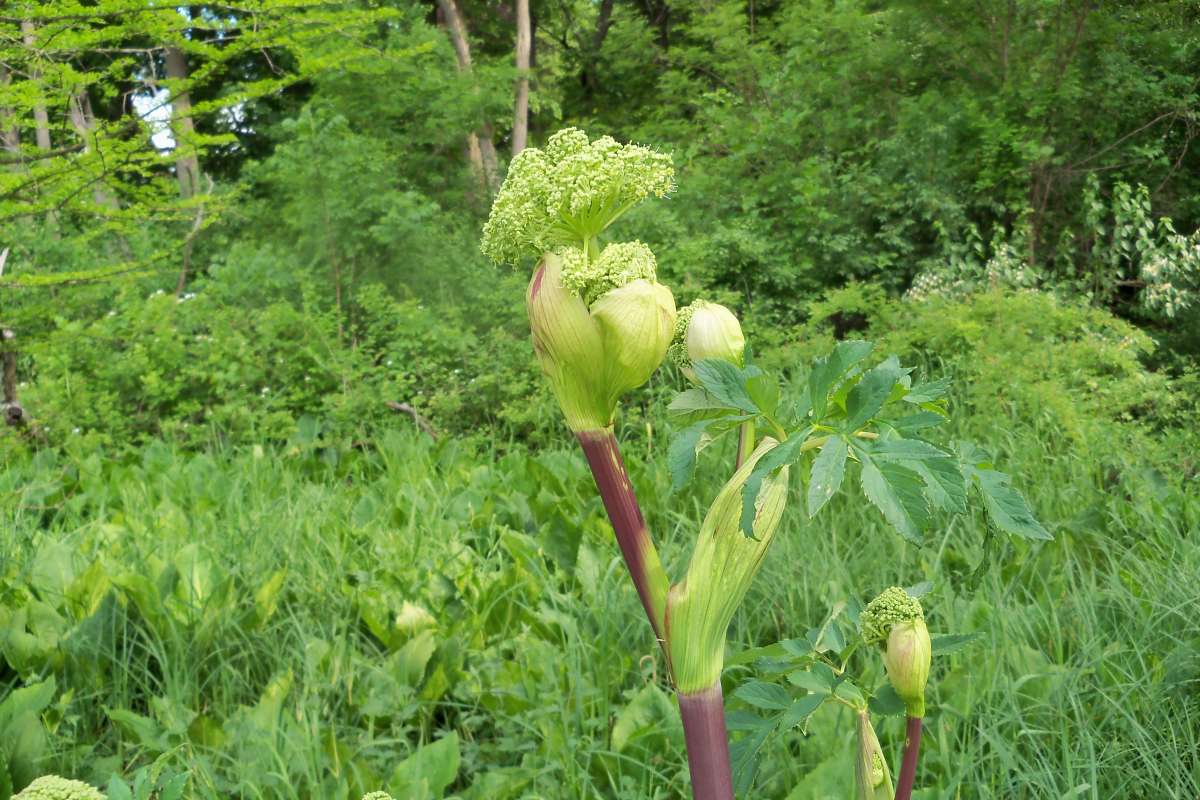 Pre Bloom<br>(Location of Picture: Bogen, McHenry Co, Il. USA, V, 2014)