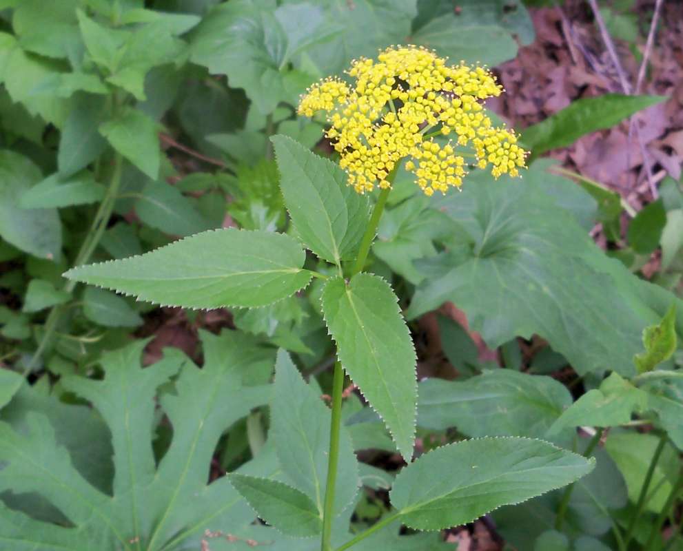 Top of Plant in Bloom<br>(Location of Picture: Bogen, McHenry Co, Il, USA, May 28)