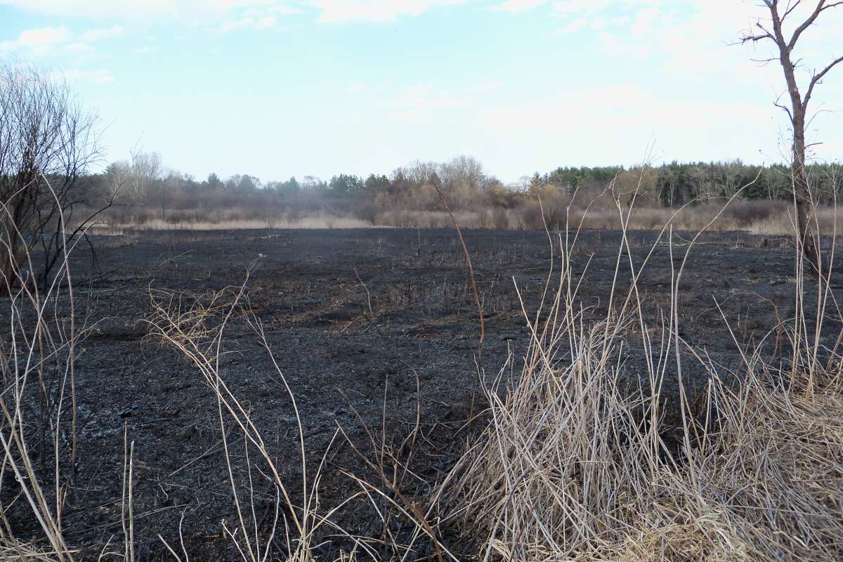 Post Fire<br>(Location of Picture: Sterns Woods, McHenry Co, Illinois)