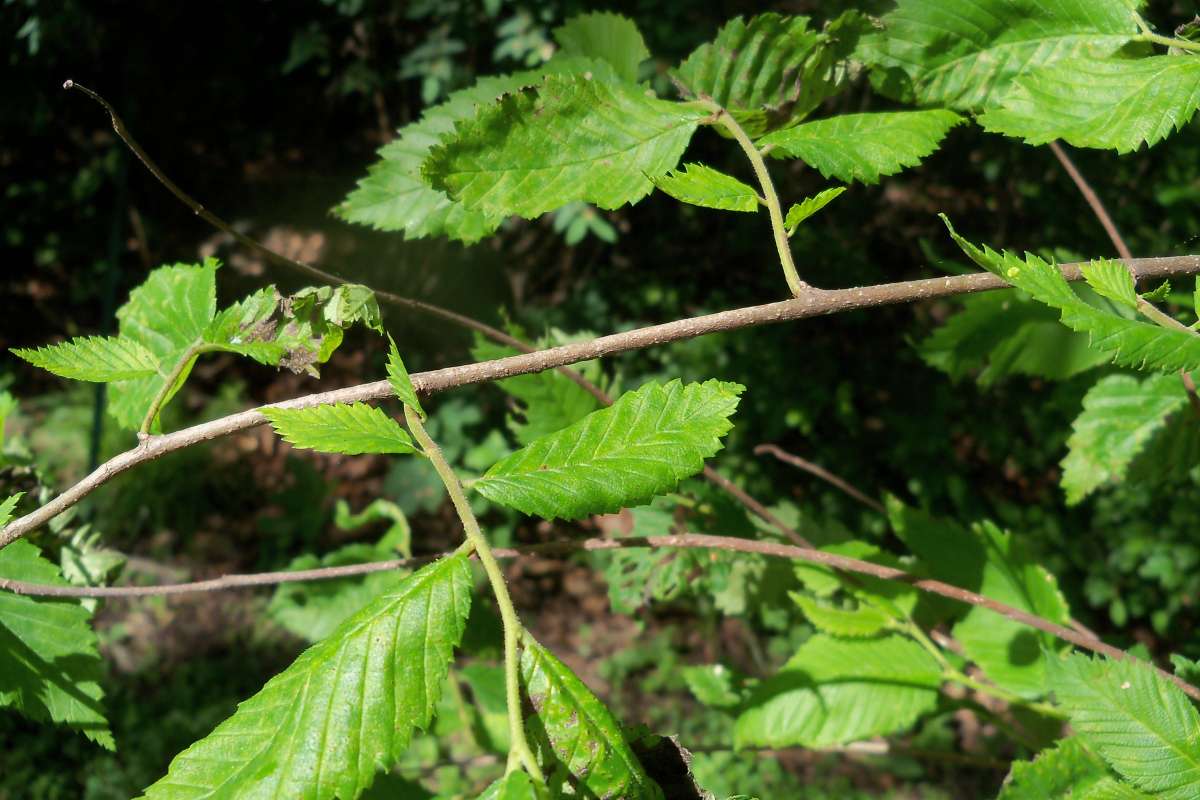 Spring Twig<br>(Location of Picture: McHenry Co, May, 2014)