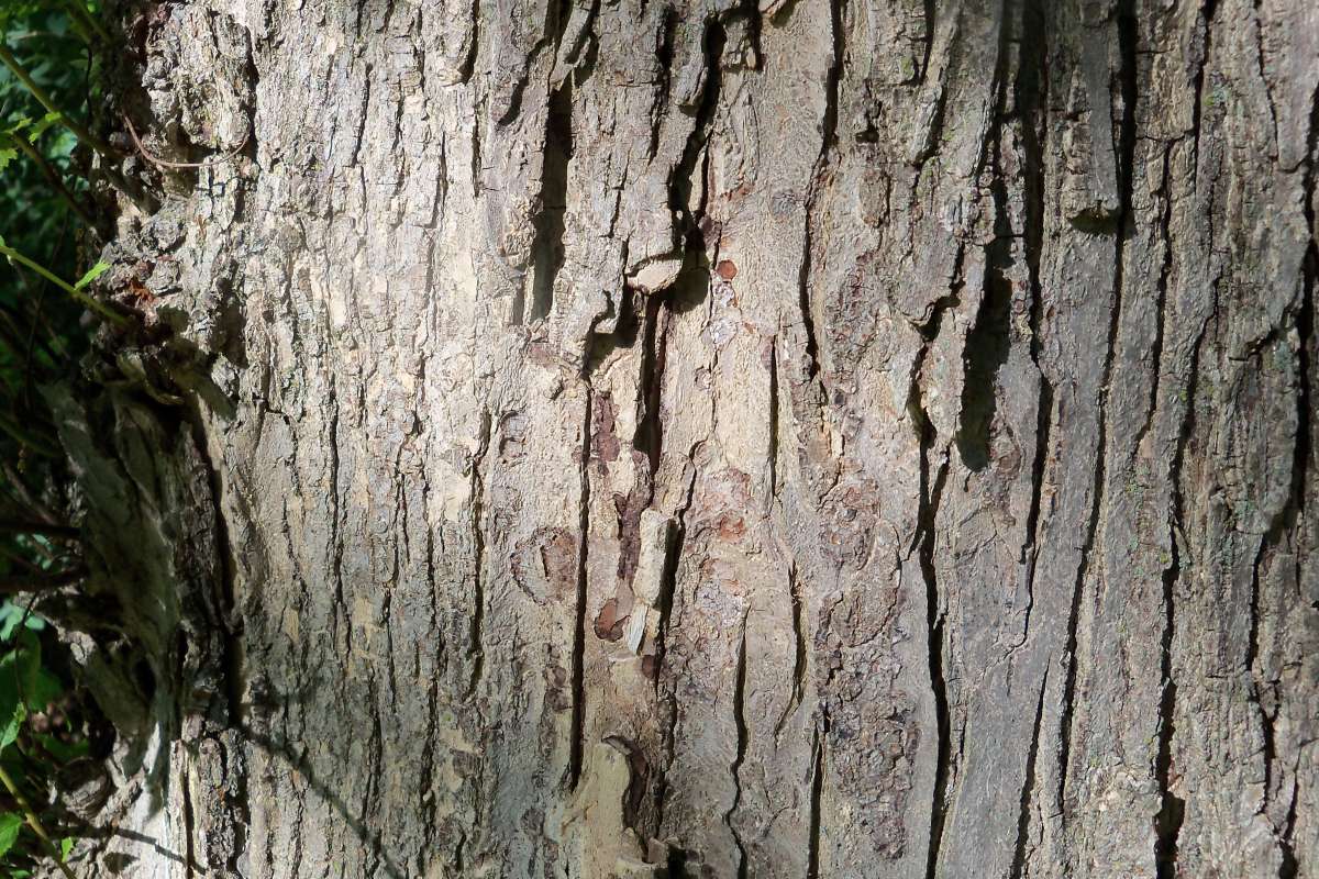 Bark<br>(Location of Picture: McHenry Co, May, 2014)