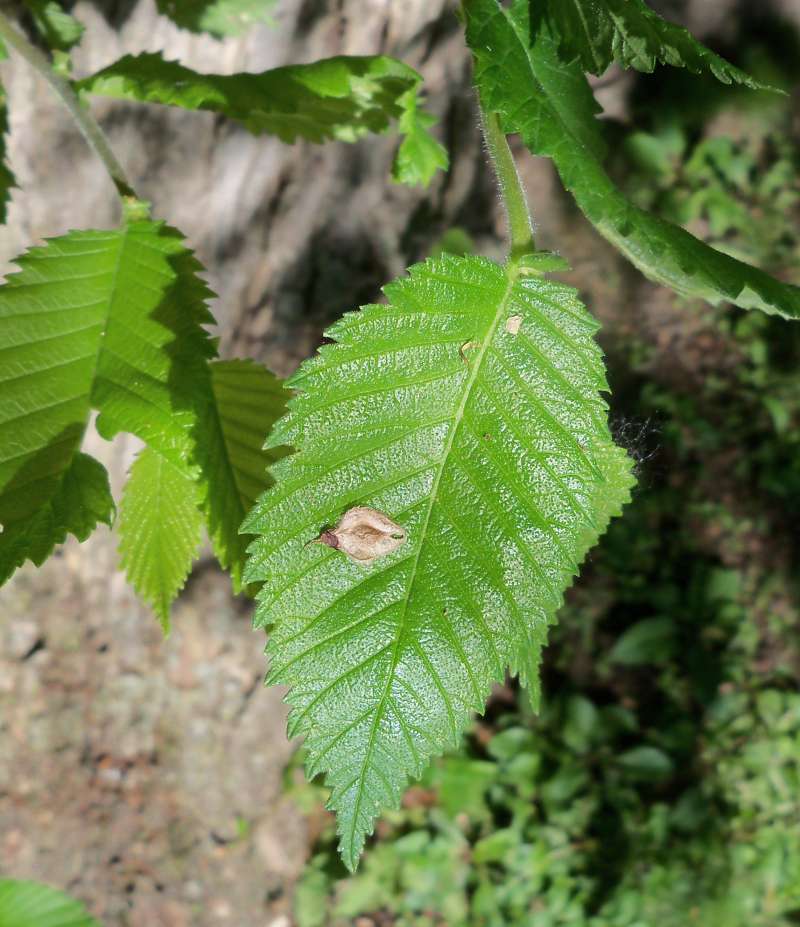 Spring Leaf and Tiny Fruit<br>(Location of Picture: McHenry Co, May, 2014)