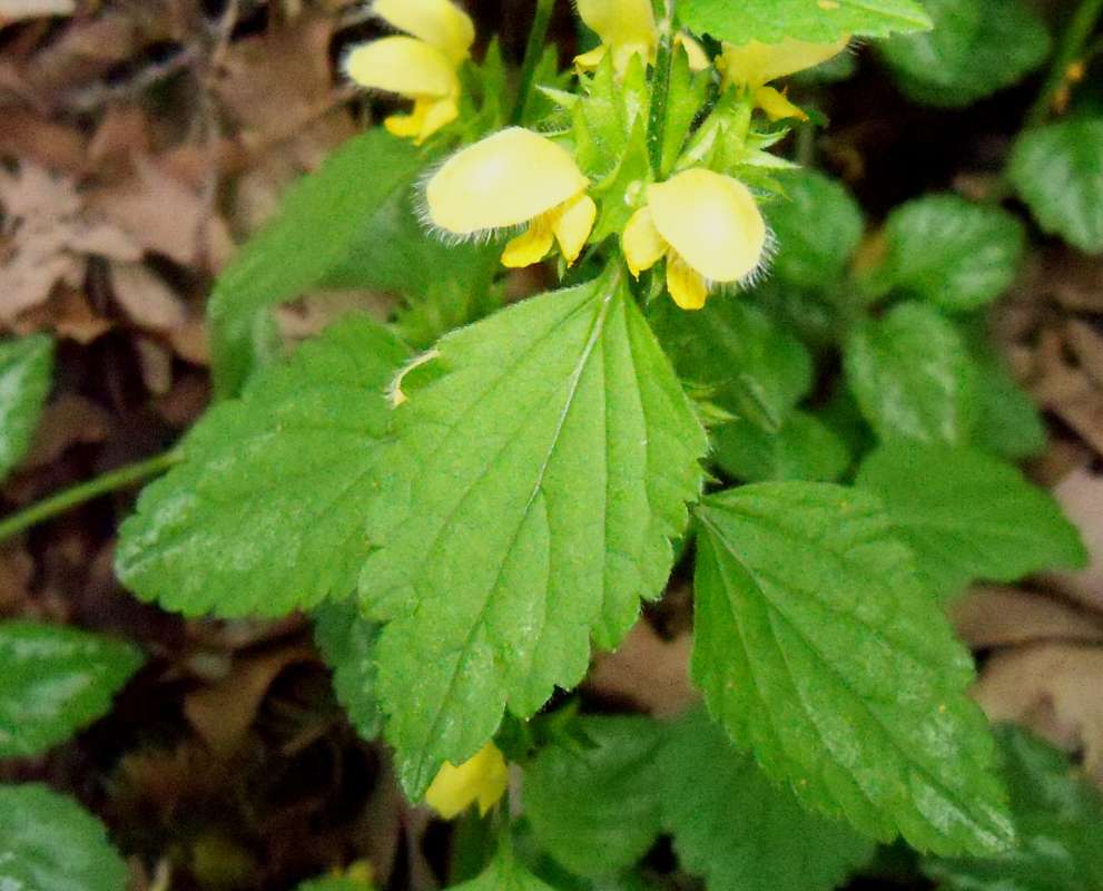 Leaf<br>(Location of Picture: Bogen, McHenry Co. Il, USA, May 28)