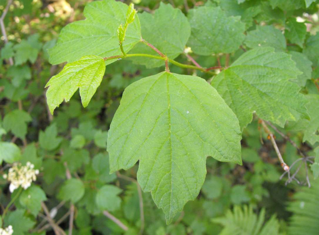 Leaf<br>(Location of Picture: Bogen, McHenry Co, Il, USA, 2014)