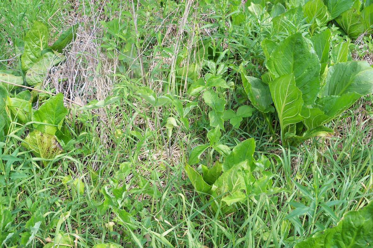 Sunny Habitat (Jack in Center of Image)<br>(Location of Picture: Bogen, McHenry Co, Illinois, May 28)