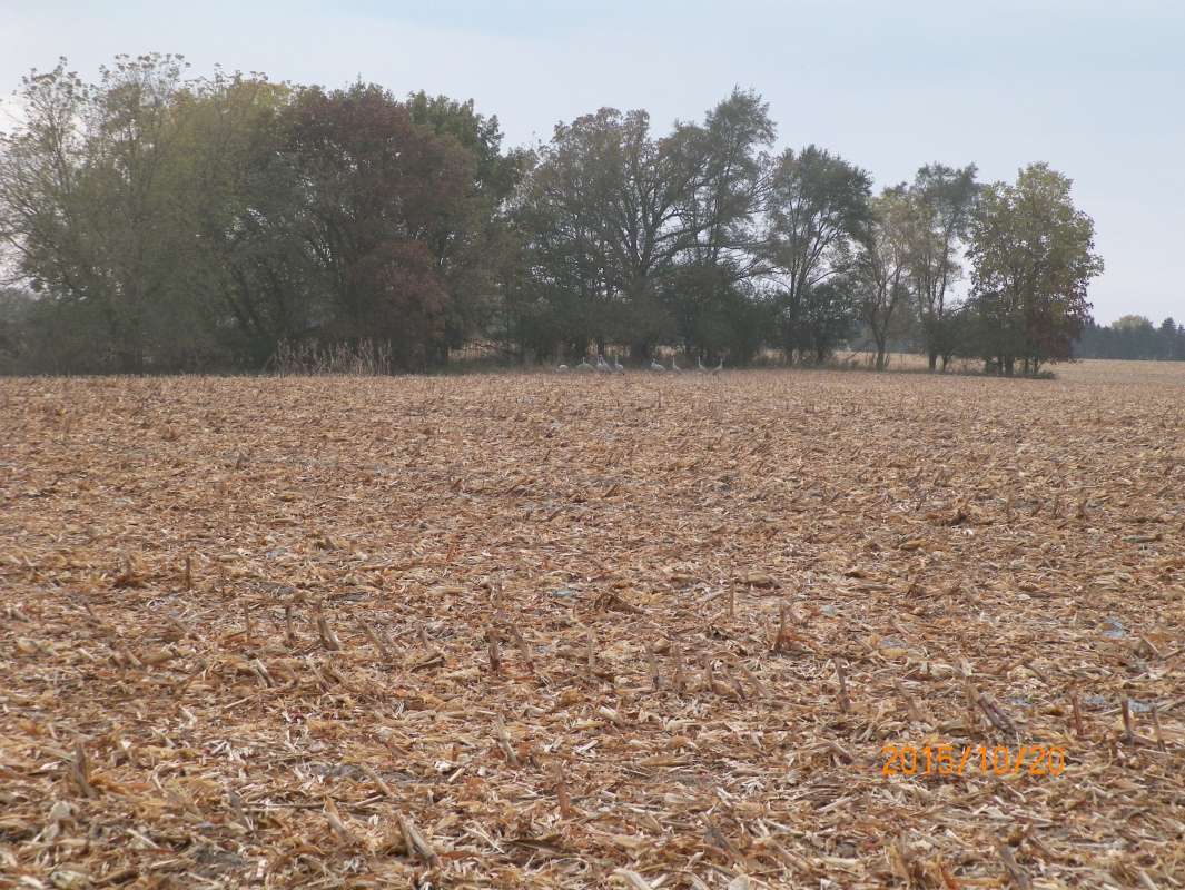 8 Cranes in Cut Corn<br>(Location of Picture: MT, Mchenry, Illinois, Oct 20, 2015)