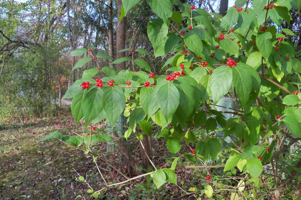 Top of Plant in Fruit<br>(Location of Picture: MT, Mchenry, Il, Oct 2016)