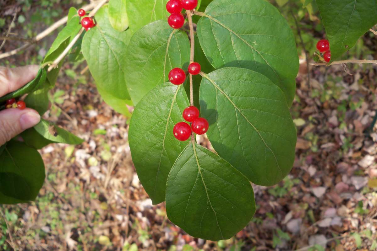 Leaves<br>(Location of Picture: MT, Mchenry, Il, Oct 2016)