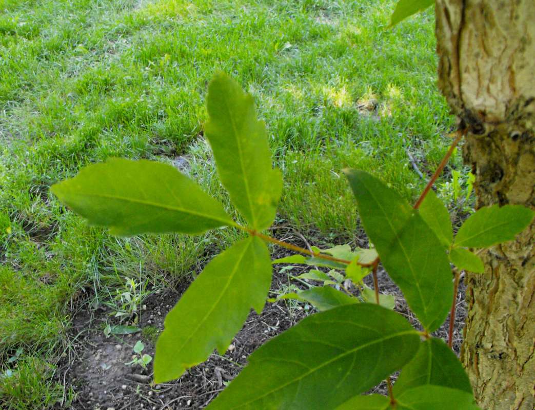 Leaf<br>(Location of Picture: Klehm Arb., Illinois, June 2, 2016)