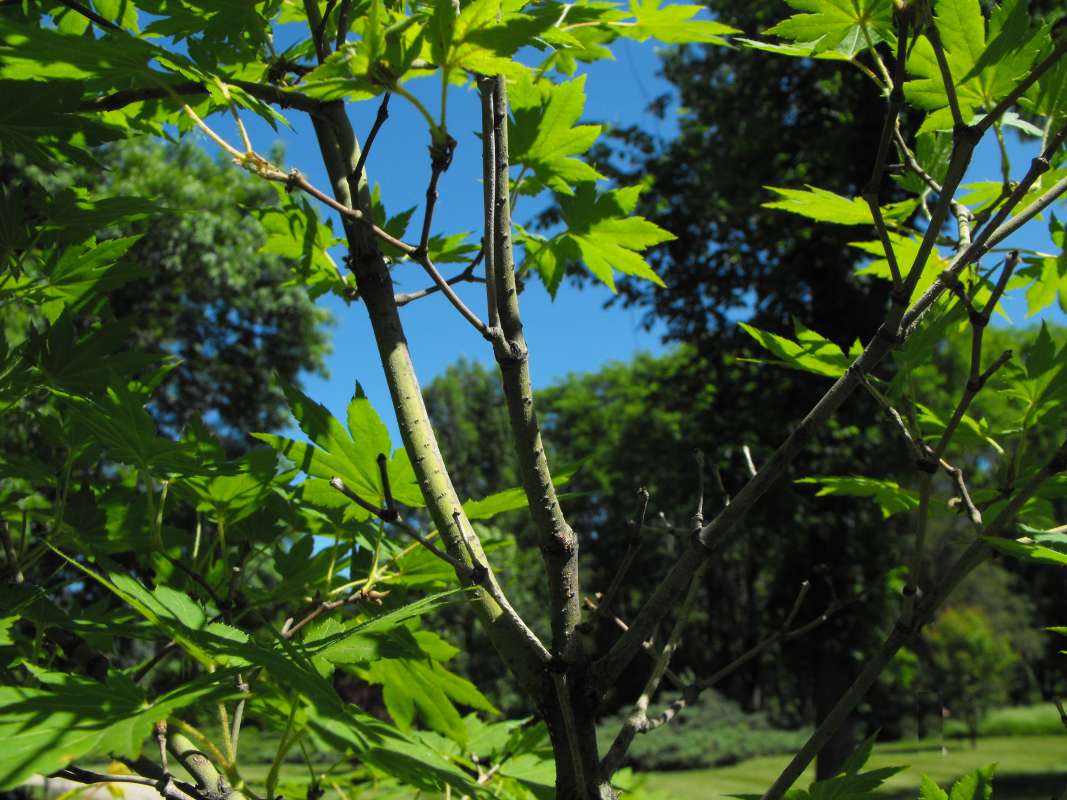 Young Branches<br>(Location of Picture: Klehm Arb., Illinois, June 2, 2016)