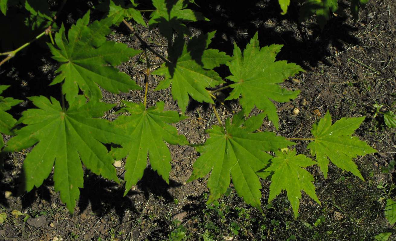 Leaves<br>(Location of Picture: Klehm Arb., Illinois, June 2, 2016)