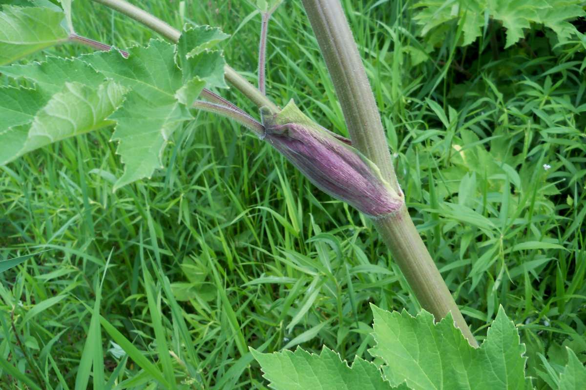 Joint<br>(Location of Picture: Johnsburg, Summer 2017)
