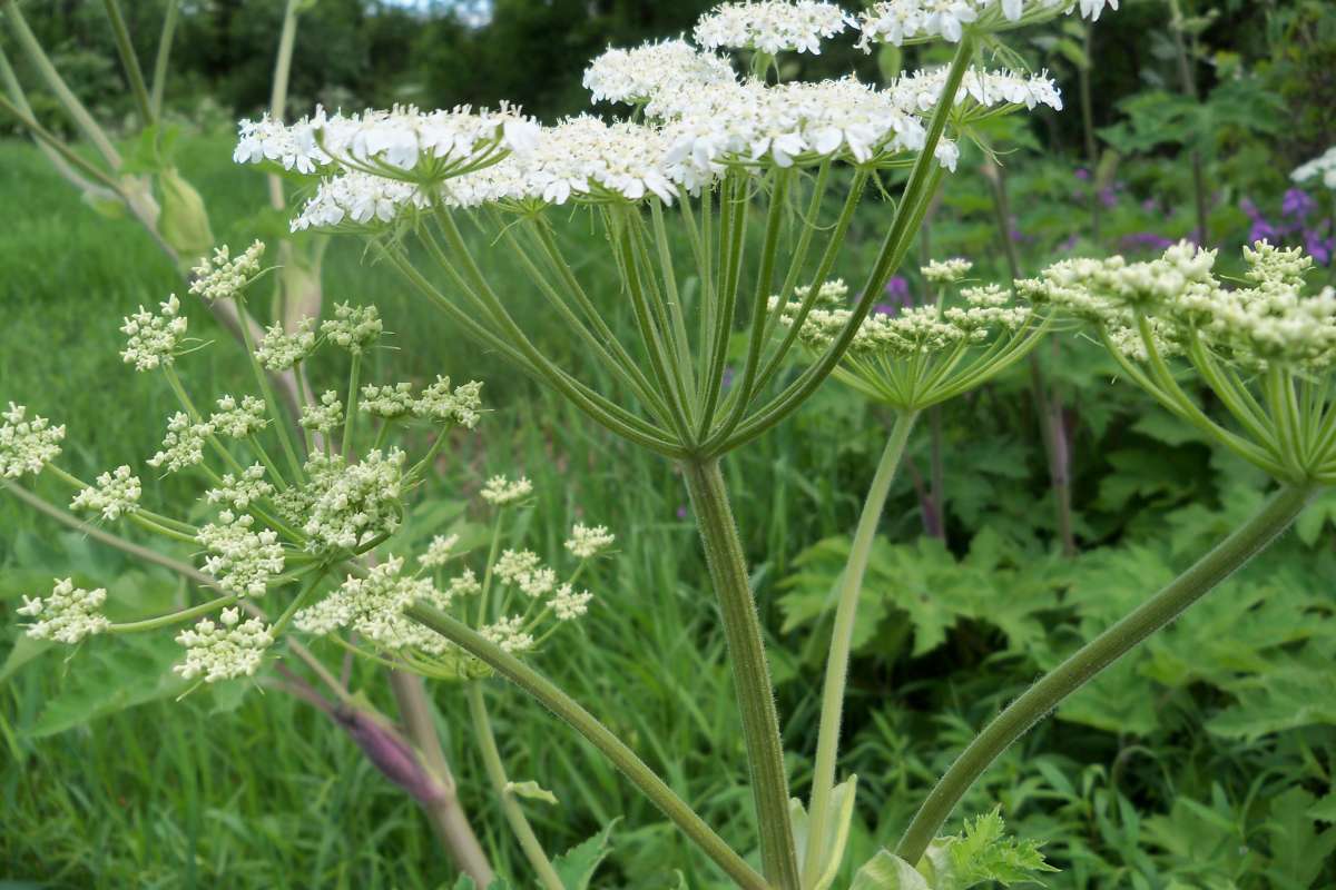 Upper Stem<br>(Location of Picture: Johnsburg, Summer 2017)
