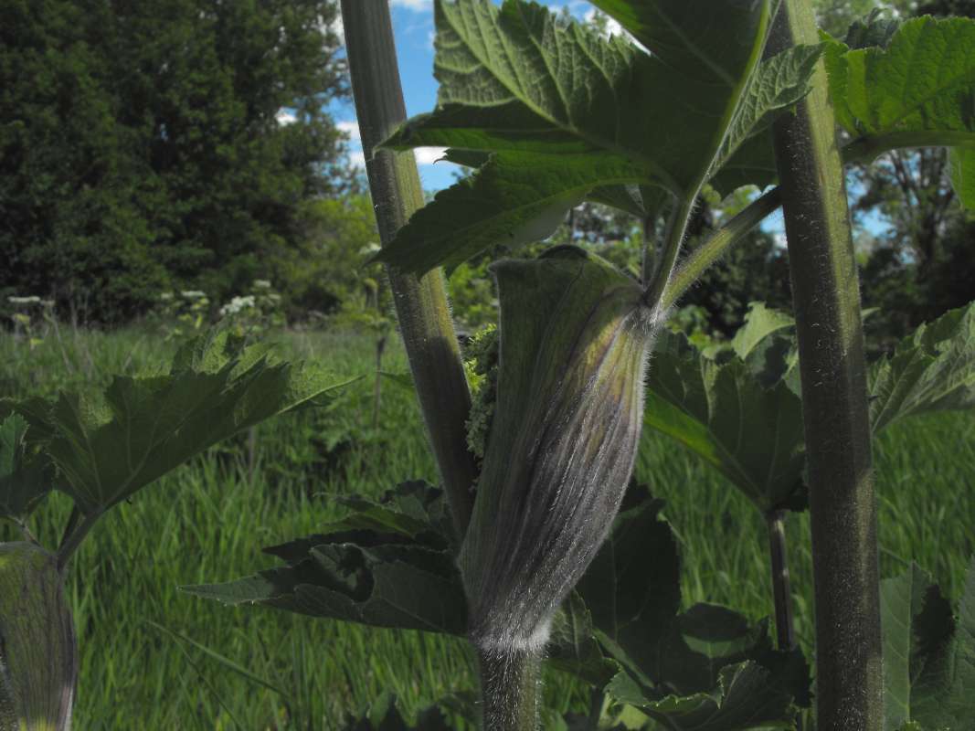 Swollen Stem<br>(Location of Picture: Johnsburg, Later Summer 2017)
