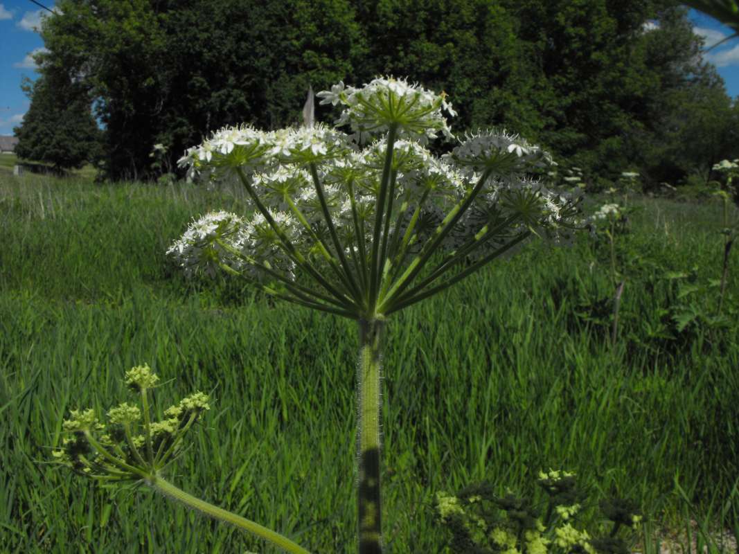 Unbel - Underside View<br>(Location of Picture: Johnsburg, Later Summer 2017)