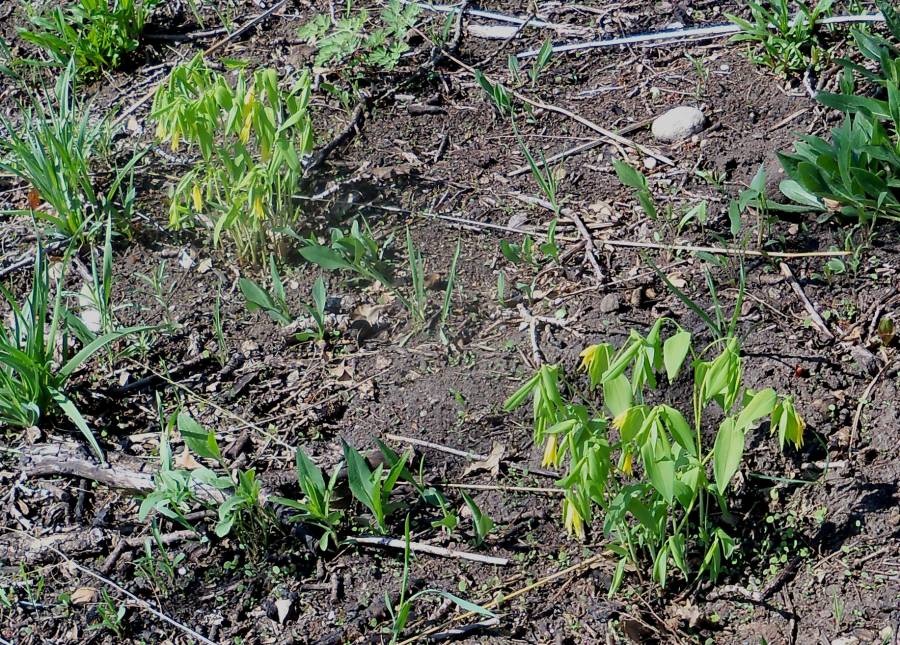 Habitat View<br>(Location of Picture: Morraine Hills, Mchenry, Illinois,)