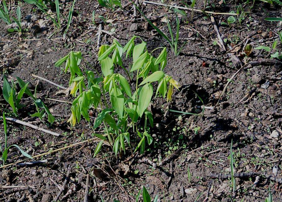 Silhouette<br>(Location of Picture: Morraine Hills, Mchenry, Illinois,)
