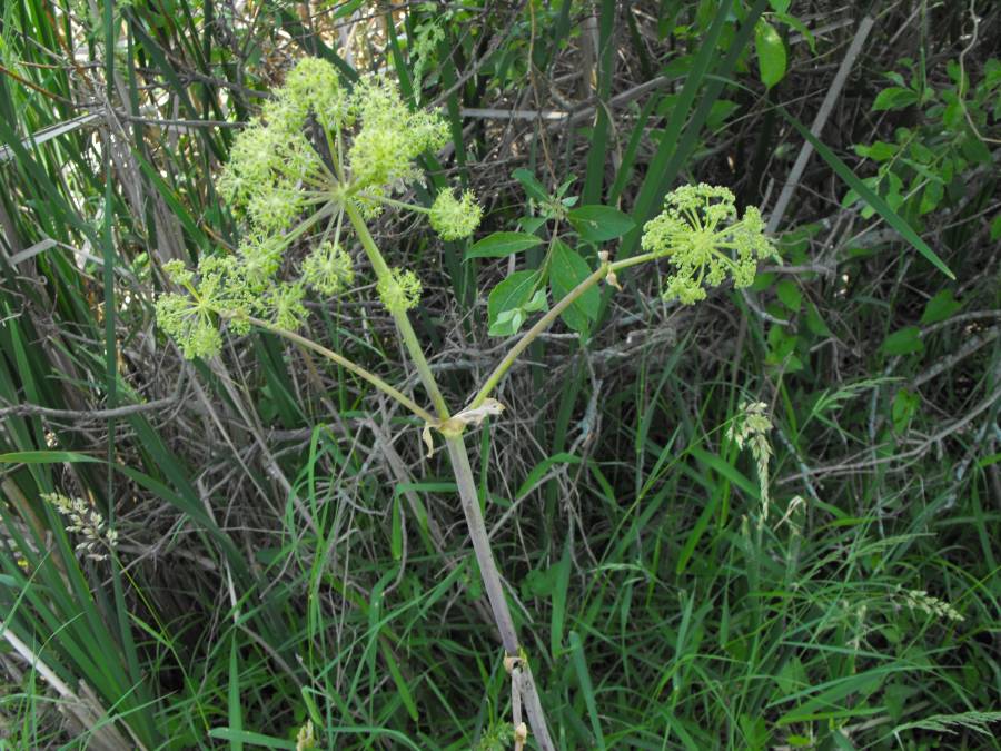 Umbel<br>(Location of Picture: Morraine Hills,  McHenry Co,  Illin)