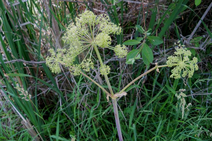 Top in Bloom<br>(Location of Picture: Morraine, Illinois, June 16, 2018)