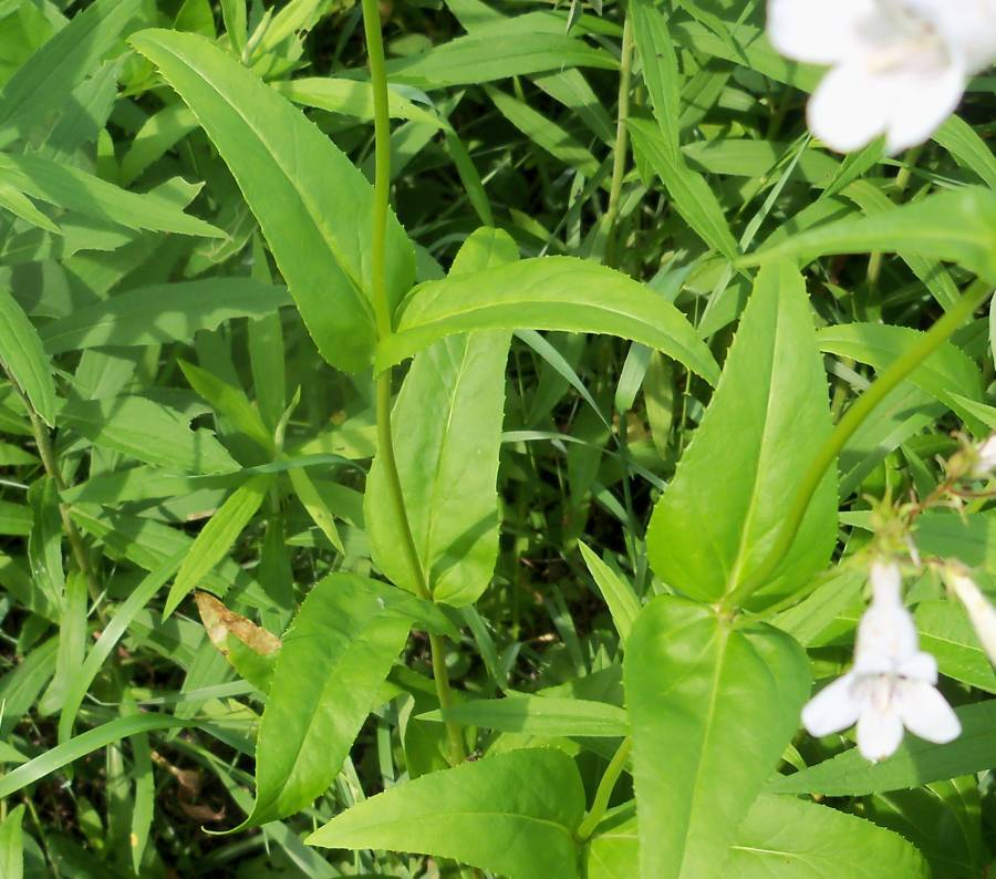 Stem<br>(Location of Picture: Lake Defience, Morraine Hills, Il)