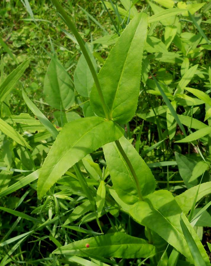 Leaves<br>(Location of Picture: Lake Defience, Morraine Hills, Il)