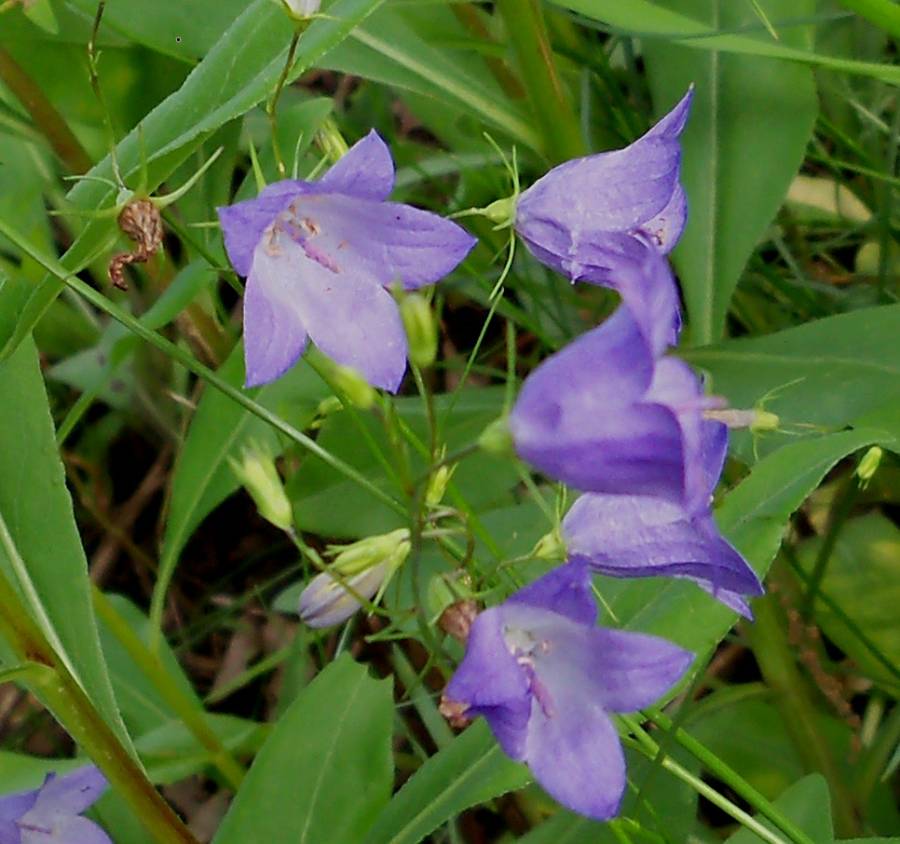 Flowers - Front and Side<br>(Location of Picture: Display, Lake Defiance, June 16)