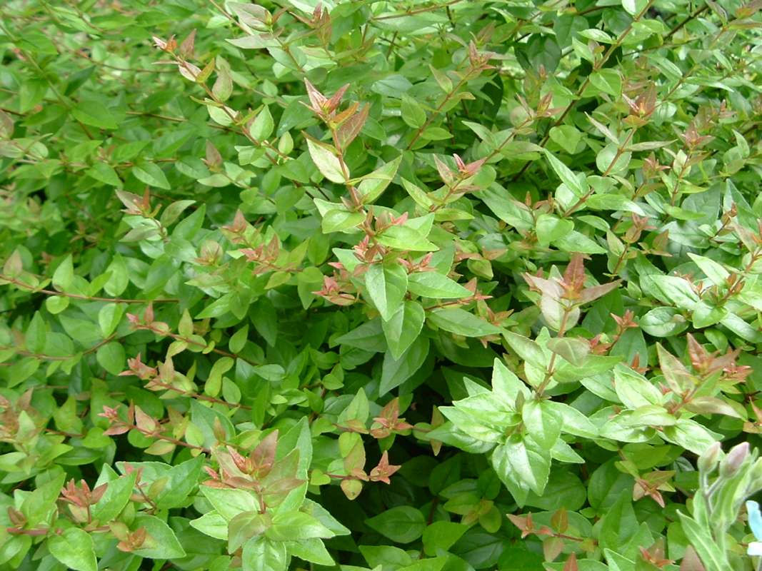 Leaves<br>(Location of Picture: Abg, Atlanta, Ga, USA, July 1, '05)