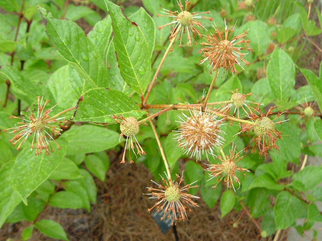 Buttons<br>(Location of Picture: Atlantic Botanic Garden, Georgia)