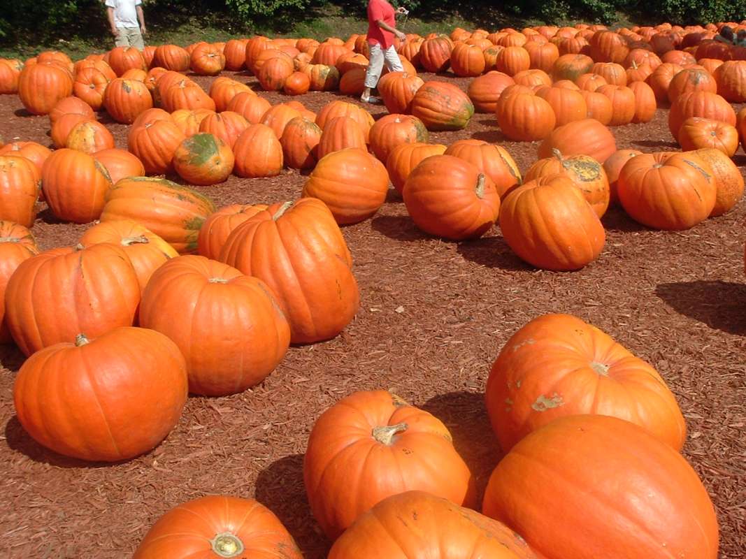 Farm Stand with Pumpkins<br>(Location of Picture: Northern Gerogia, 2009)