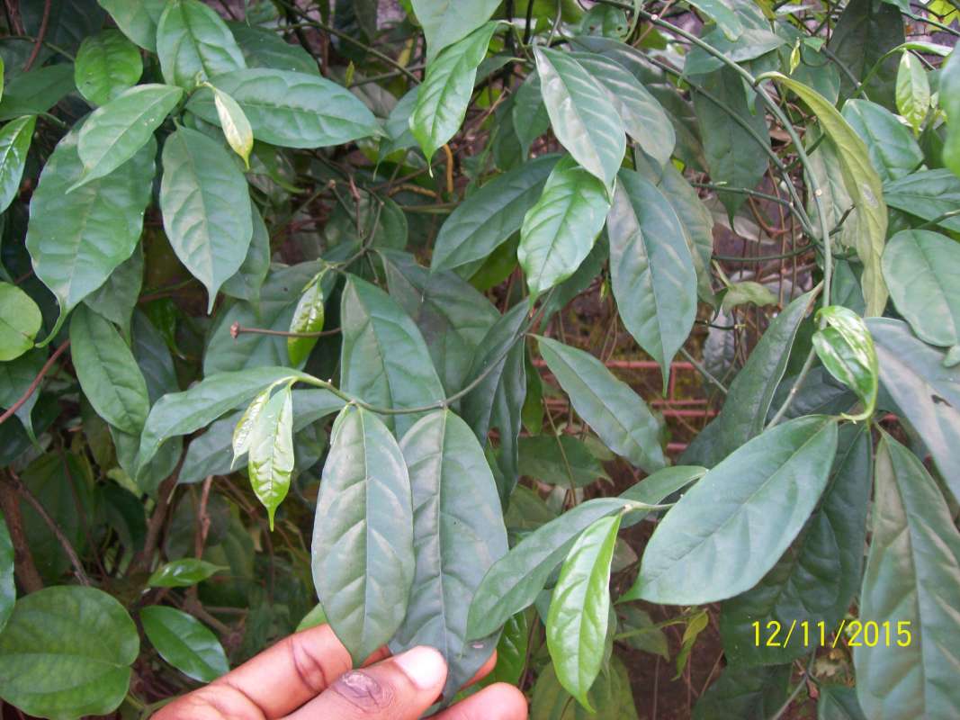 Leaf - Ventral View<br>(Location of Picture: Nigeria)<br>(Location of Picture: Akwa Ibom, SW Nigeria, Dec. 2015)