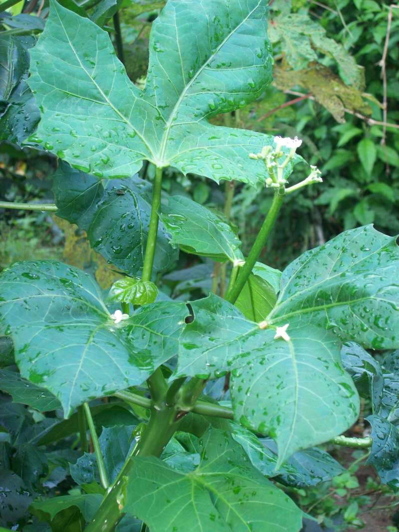 Top of Plant in Bloom<br>(Location of Picture: Akwa Ibom, SW Nigeria, Dec. 2015)