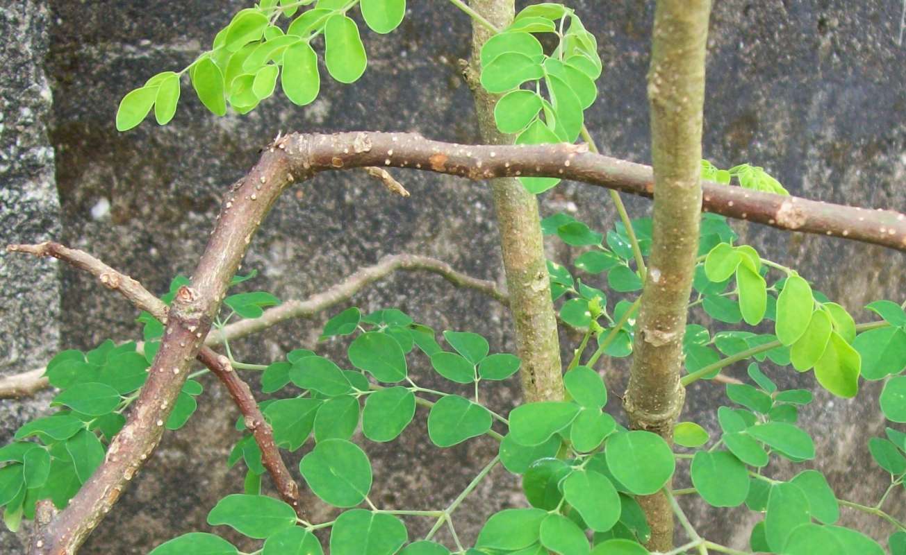 Branches<br>(Location of Picture: Akwa Ibom, SW Nigeria, Dec. 2015)